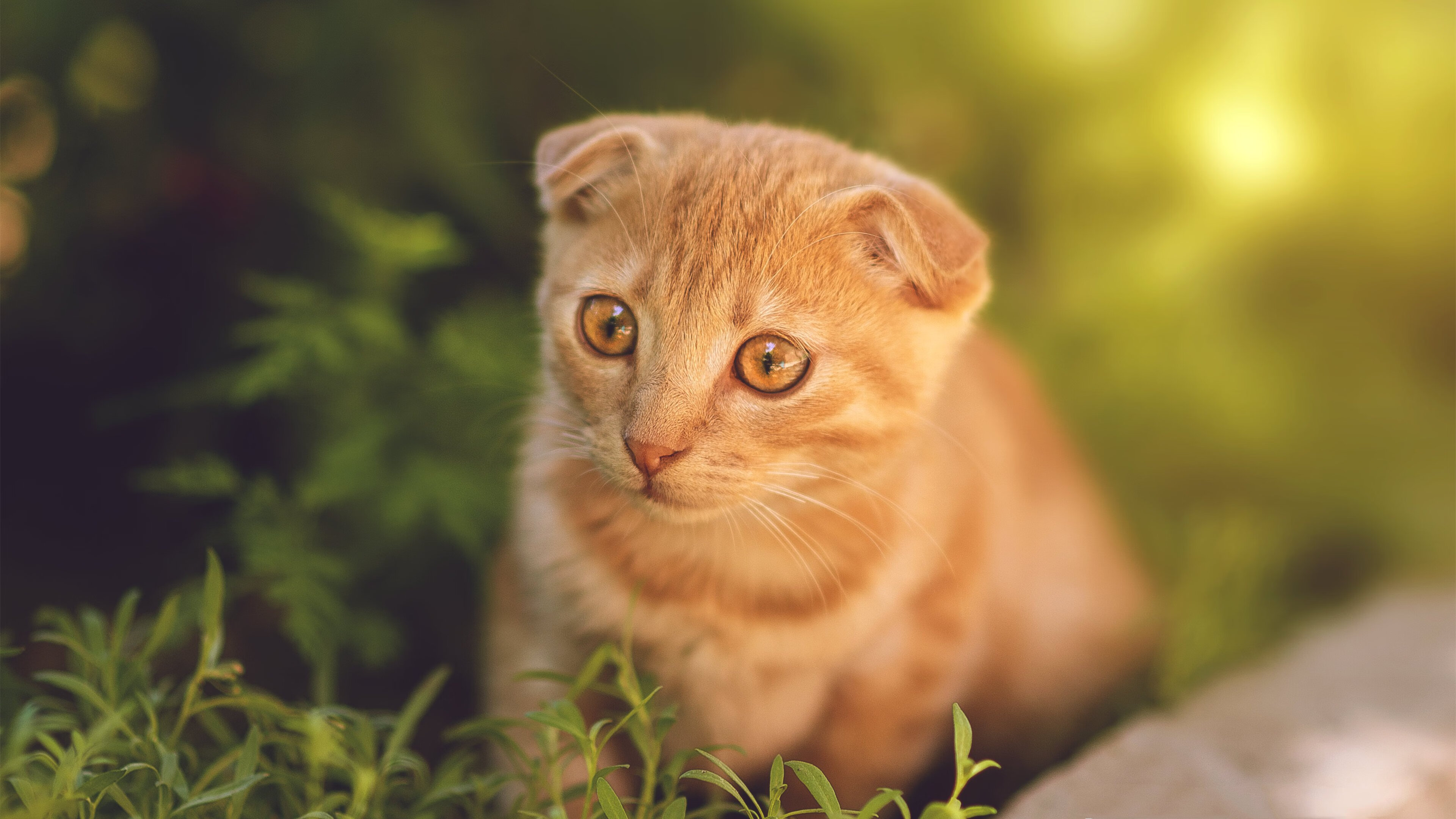 CBA球队财务透明度为何长期不足,cba球队的钱从哪里来