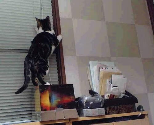 五大联赛升班马团队稳定性与争议战术安排研判,五大联赛升班马夺冠