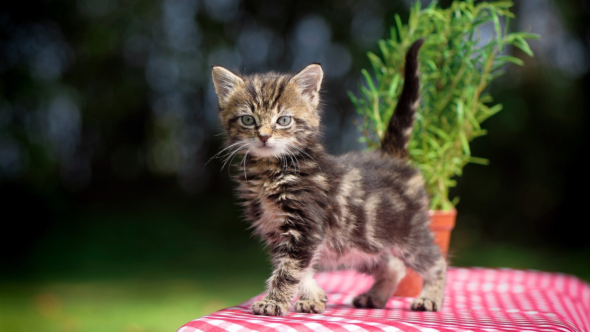 勒沃库森边中结合打出犀利进攻,勒沃库森比赛视频聚胜顽球汇