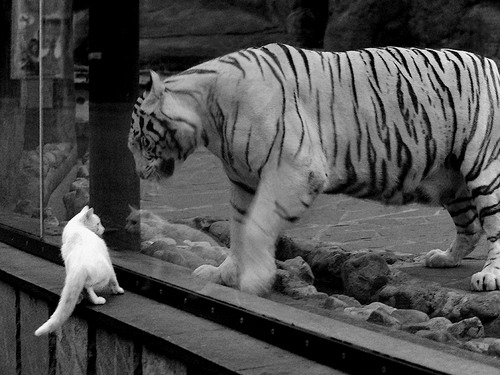 下载乐鱼体育APP-世界杯辉煌夜：永恒瞬间，燃爆全场！，世界杯之夜