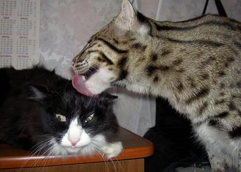 中国篮球社群经济兴起球迷参与度与互动活跃持续提升,中国篮球受众群体比例