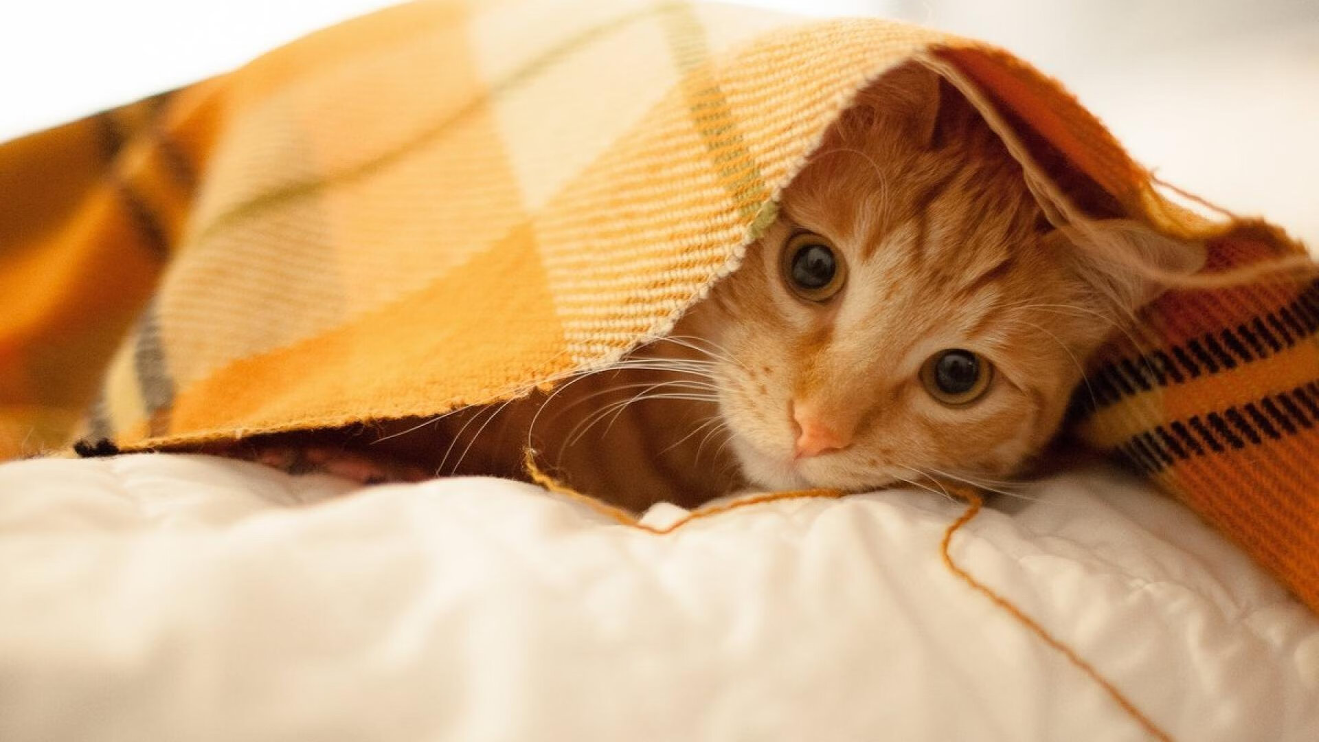 乐鱼体育登录-乌干达女篮在非洲锦标赛中持续突破，体育发展迎新里程，乌干达女子精英联赛