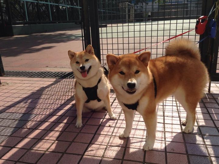 乐鱼电竞在线平台登录入口-体育新闻中心公布国际裁判中文翻译术语标准更新，国际裁判英文