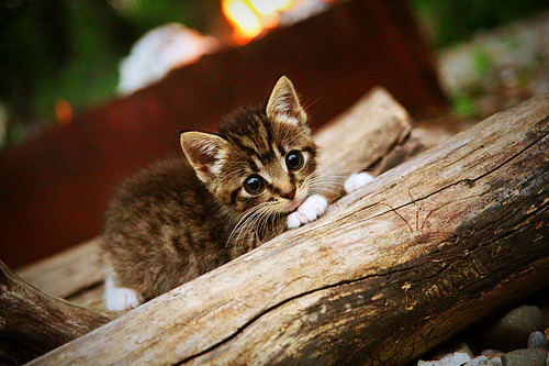 史密斯女子50米仰泳决赛夺冠有望,美国女子仰泳史密斯