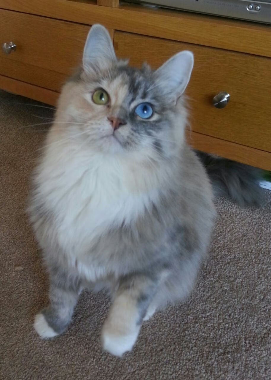 斯文施瓦茨决赛自信亮相，斯文百科