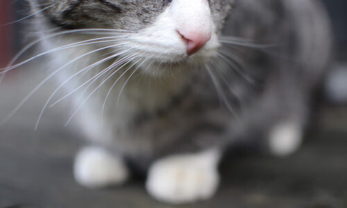 本·普劳德决赛展现王者风范,劳德普鲁