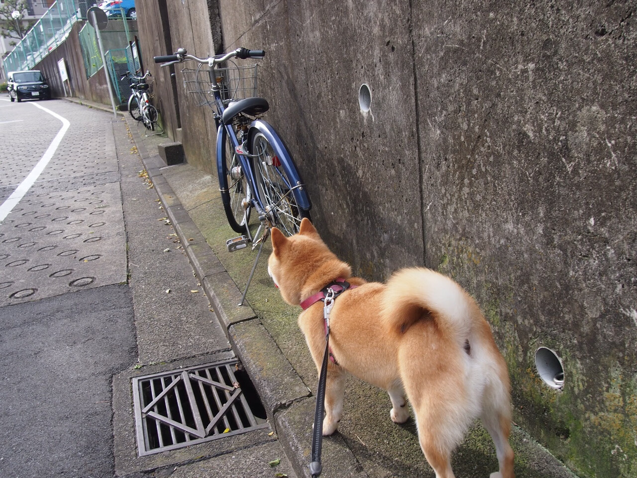 乐鱼体育(中国)官方网站-荷兰队在欧洲预赛中持续保持优异表现，晋级希望大好
